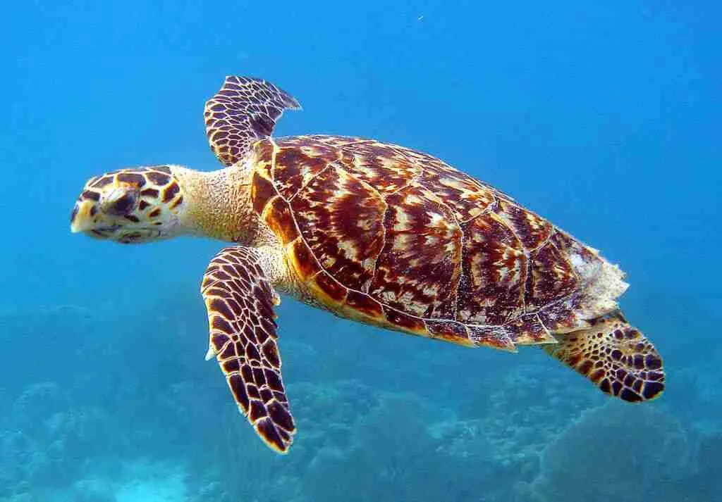 Sea turtles on Klein Curacao