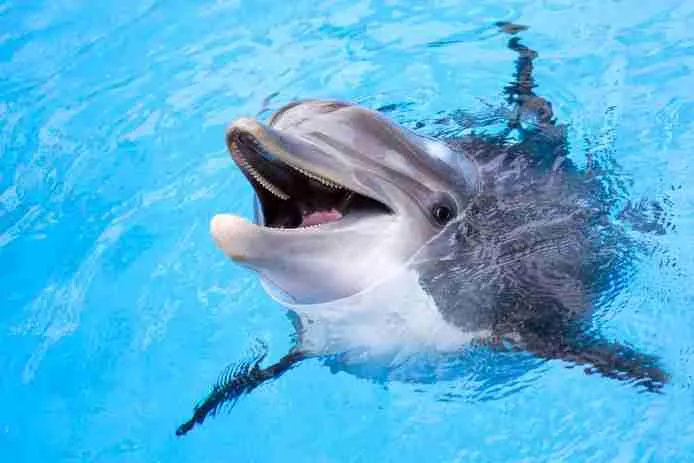 Tuimelaar dolfijn